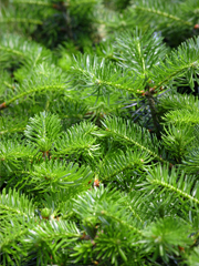 Fraser fir Christmas trees