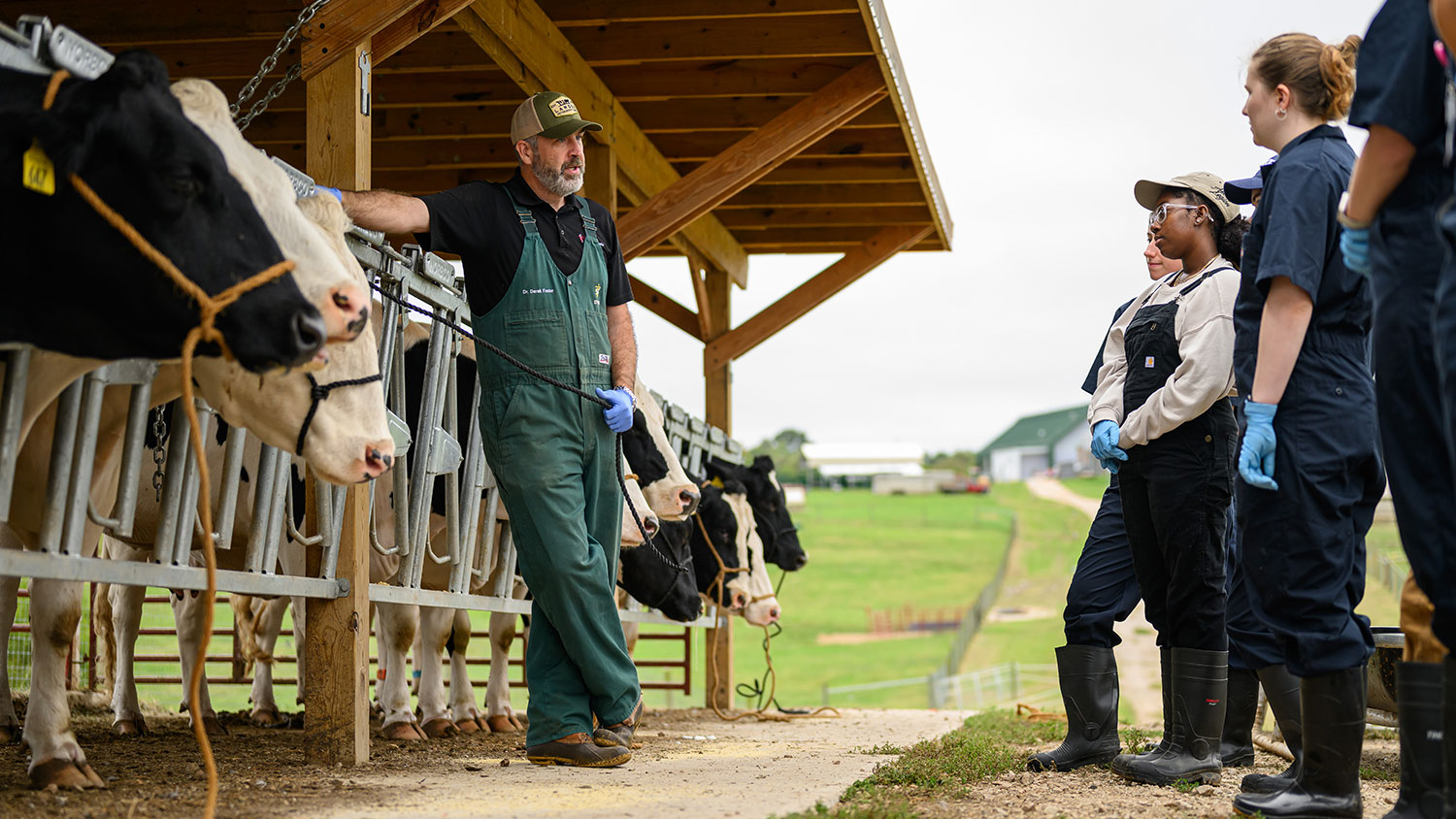 Students and staff work with cattle on the College of Veterinary Medicine's teaching farm.